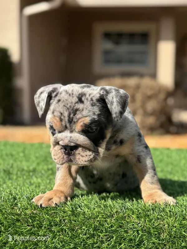 Blue  – English Bulldog puppy for sale in Lakeland, FL