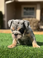 Blue , a male English Bulldog for sale in Lakeland, FL – Photo 1 of 3