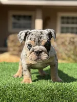 Blue , a male English Bulldog for sale in Lakeland, FL – Photo 2 of 3
