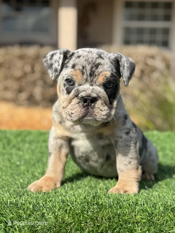 Blue  – English Bulldog puppy for sale in Lakeland, FL