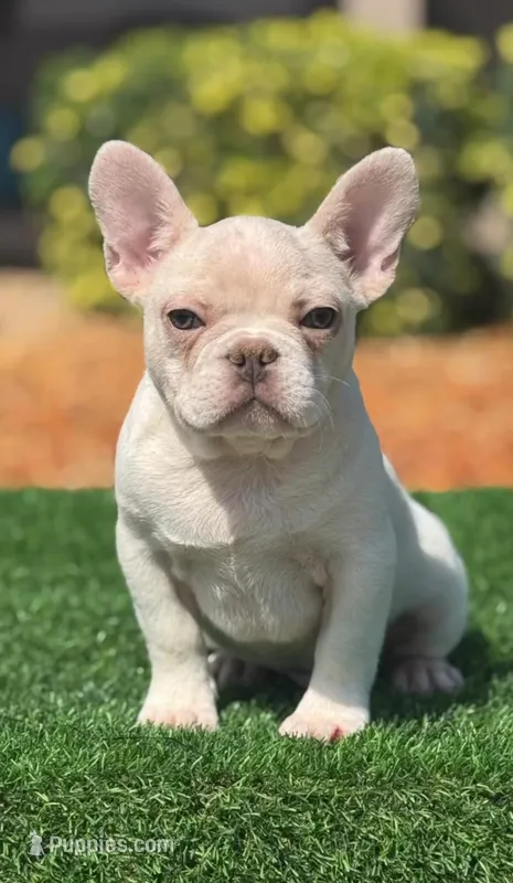 Charlie – French Bulldog puppy for sale in Lakeland, FL