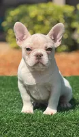 Charlie, a male French Bulldog for sale in Lakeland, FL – 1 of 1