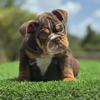 Champ, a male English Bulldog for sale in Lakeland, FL – Photo 3 of 3