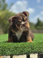 Champ, a male English Bulldog for sale in Lakeland, FL – Photo 3 of 3