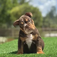 Champ, a male English Bulldog for sale in Lakeland, FL – Photo 1 of 3