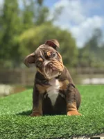 Champ, a male English Bulldog for sale in Lakeland, FL – Photo 1 of 3