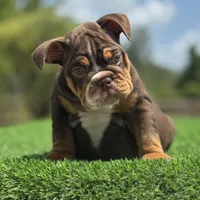 Champ, a male English Bulldog for sale in Lakeland, FL – Photo 2 of 3