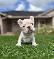 Pinky, a female French Bulldog for sale in Lakeland, FL – 3 of 3