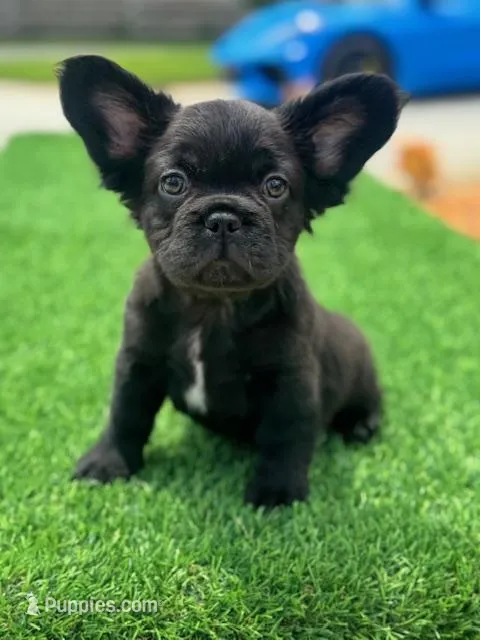 Pinkey – French Bulldog puppy for sale in Lakeland, FL