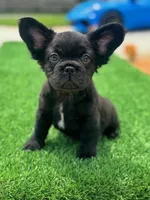 Pinkey, a female French Bulldog for sale in Lakeland, FL – 1 of 1
