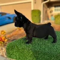 Coco, a female French Bulldog for sale in Lakeland, FL – Photo 2 of 2