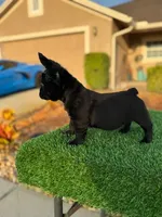 Coco, a female French Bulldog for sale in Lakeland, FL – Photo 2 of 2