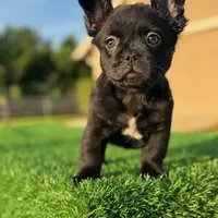 Coco, a female French Bulldog for sale in Lakeland, FL – Photo 1 of 2
