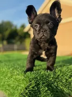 Coco, a female French Bulldog for sale in Lakeland, FL – Photo 1 of 2