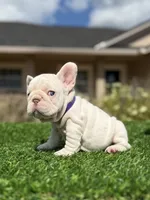 Purple, a female French Bulldog for sale in Lakeland, FL – 2 of 5