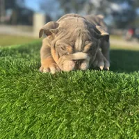 Ella, a female English Bulldog for sale in Lakeland, FL – Photo 1 of 3