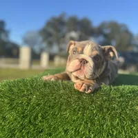 Ella, a female English Bulldog for sale in Lakeland, FL – Photo 3 of 3