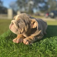 Ella, a female English Bulldog for sale in Lakeland, FL – Photo 2 of 3