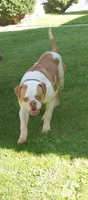 Action Jackson, a male American Bulldog for sale in New York, NY – 2 of 10
