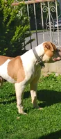 Action Jackson, a male American Bulldog for sale in New York, NY – 7 of 10