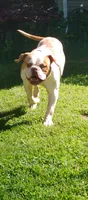 Action Jackson, a male American Bulldog for sale in New York, NY – 9 of 10