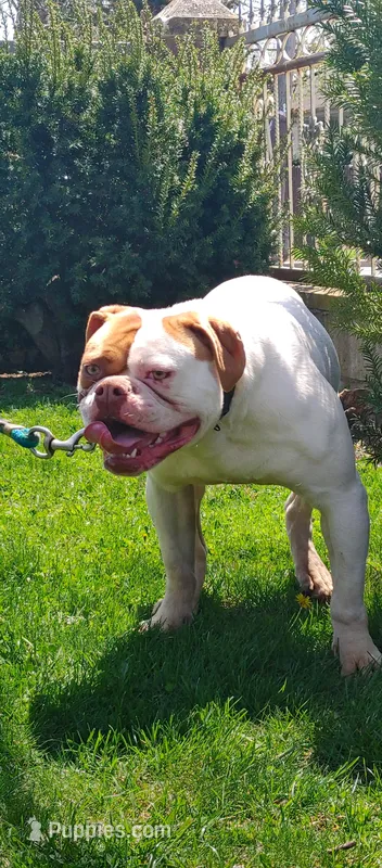 Chloe – American Bulldog puppy for sale in New York, NY