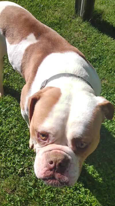 Action Jackson, a male American Bulldog for sale in New York, NY – 10 of 10
