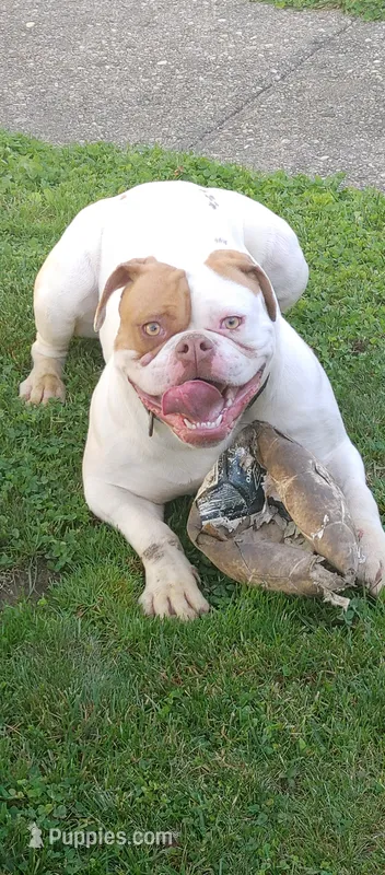 Chloe – American Bulldog puppy for sale in New York, NY