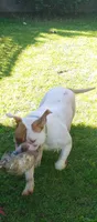 Chloe, a female American Bulldog for sale in New York, NY – 6 of 10