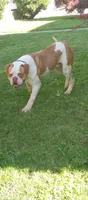 Action Jackson, a male American Bulldog for sale in New York, NY – 6 of 10