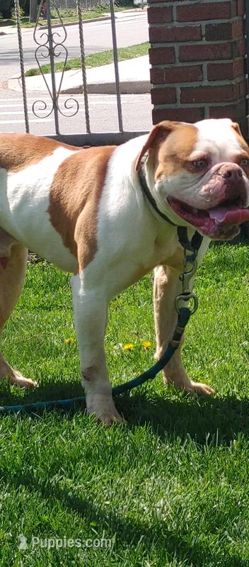 Action Jackson – American Bulldog puppy for sale in New York, NY