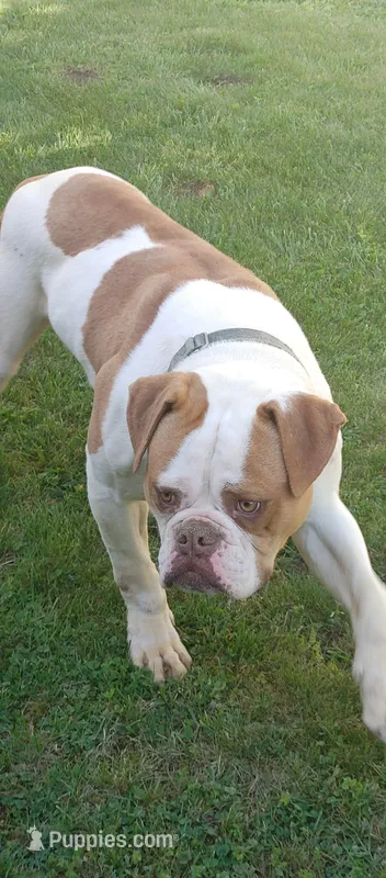 Action Jackson – American Bulldog puppy for sale in New York, NY