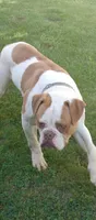 Action Jackson, a male American Bulldog for sale in New York, NY – 1 of 10