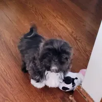 Moose, a male Shih Tzu for sale in Independence, MO – Photo 1 of 5