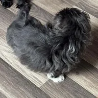 Moose, a male Shih Tzu for sale in Independence, MO – Photo 3 of 5