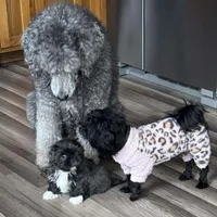 Moose, a male Shih Tzu for sale in Independence, MO – Photo 2 of 5