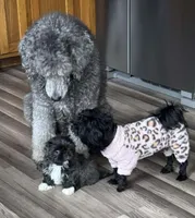 Rare Lilac Male, a male Shih Tzu for sale in Independence, MO – Photo 2 of 5