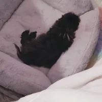 Moose, a male Shih Tzu for sale in Independence, MO – Photo 5 of 5