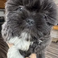 Moose, a male Shih Tzu for sale in Independence, MO – Photo 4 of 5