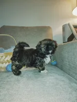 Jack, a male Shih Tzu for sale in Independence, MO – Photo 4 of 4