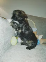 Jack, a male Shih Tzu for sale in Independence, MO – Photo 3 of 4