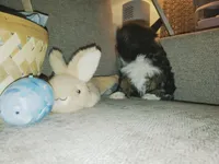 Jack, a male Shih Tzu for sale in Independence, MO – Photo 2 of 4