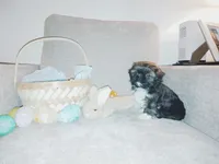 Jack, a male Shih Tzu for sale in Independence, MO – Photo 1 of 4