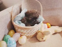 Daisy, a female Shih Tzu for sale in Independence, MO – Photo 3 of 4