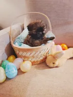 Daisy, a female Shih Tzu for sale in Independence, MO – Photo 2 of 4