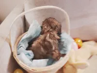 Daisy, a female Shih Tzu for sale in Independence, MO – Photo 4 of 4