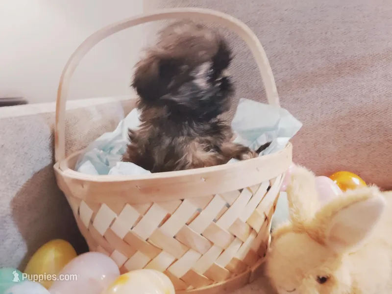 Daisy – Shih Tzu puppy for sale in Independence, MO
