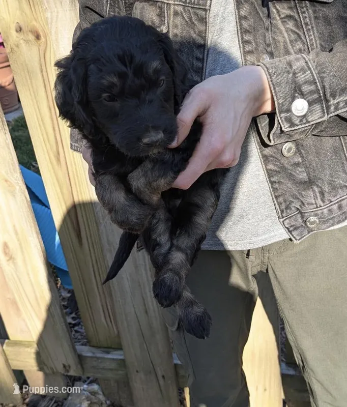 Boomer – Goldendoodle puppy for sale in Independence, MO