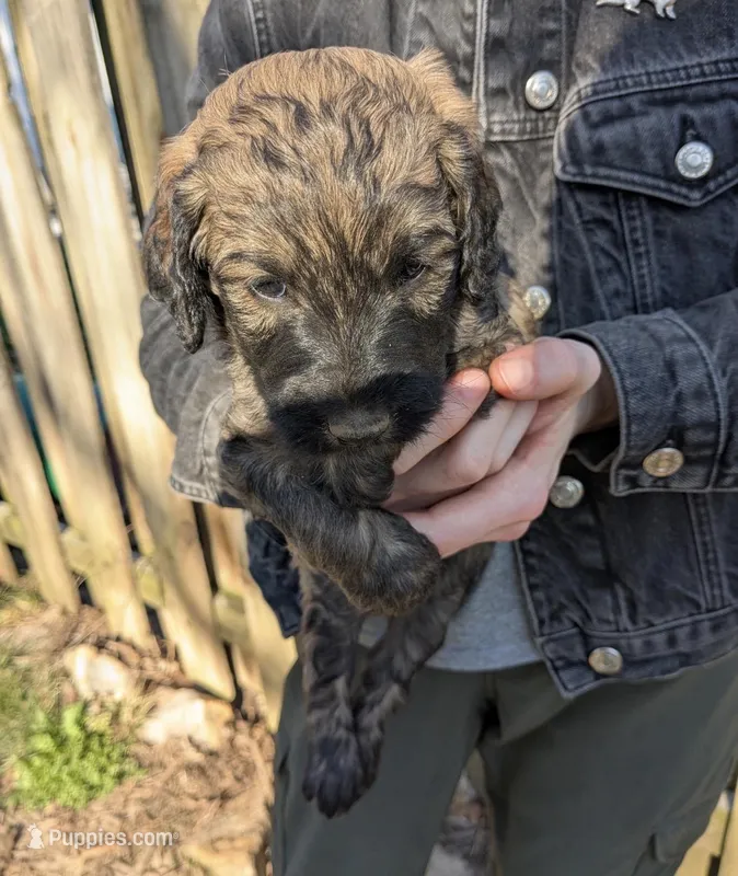 Cooper – Goldendoodle puppy for sale in Independence, MO