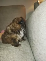 Max, a male Shih Tzu for sale in Independence, MO – Photo 3 of 4